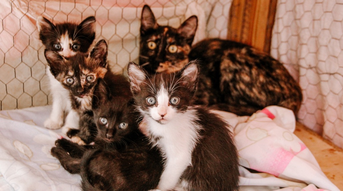Foto 1 de 7 — ONG de Araraquara pede votos para salvar abrigo com mais de 120 gatos